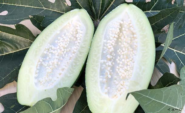 広島県大崎上島産「青パパイヤ」1kg(1~2個前後) - Image 2