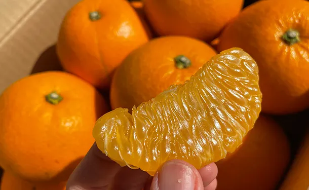 「紅八朔」約4kg(12個前後) - Image 2