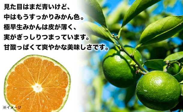 愛媛県産「訳あり 極早生みかん(2S-L)」3kg - Image 4