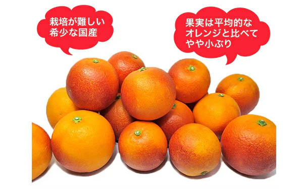 愛媛県産「訳ありブラッドオレンジ(2S-3L)」3kg - Image 4