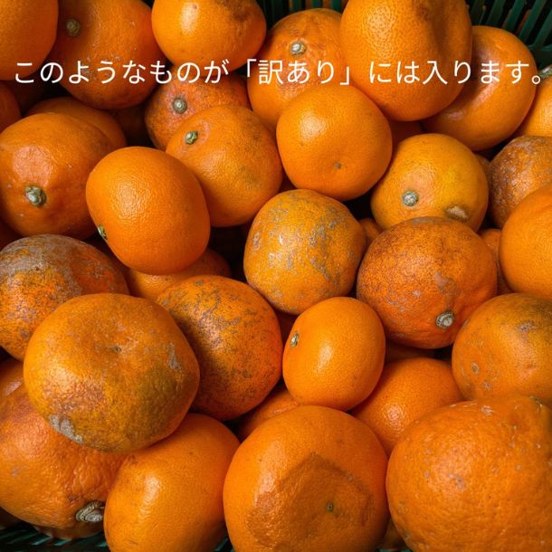 愛媛県産「訳あり せとか」3kg - Image 2