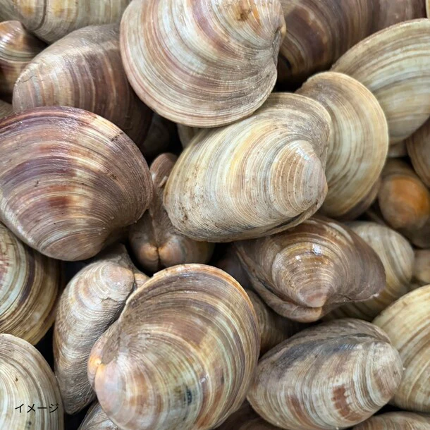 千葉県産「活ホンビノス貝（砂抜き済）」2kg - Image 2