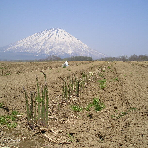 北海道産「グリーン&ホワイトアスパラセット 2Lサイズ」500g - Image 7